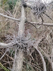 Tillandsia recurvata