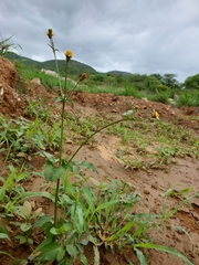 Bidens pilosa