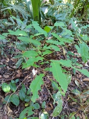 Piparea multiflora