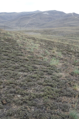 Nanophyton grubovii