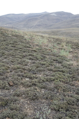 Nanophyton grubovii