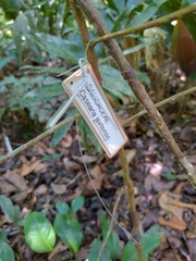 Piparea multiflora