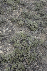 Nanophyton grubovii