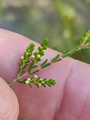 Micromyrtus littoralis