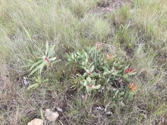 Protea