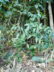 Smilax riparia