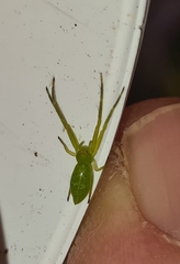 Cetratus rubropunctatus