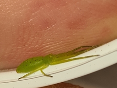 Cetratus rubropunctatus