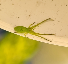 Cetratus rubropunctatus