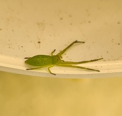 Cetratus rubropunctatus