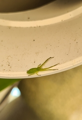 Cetratus rubropunctatus