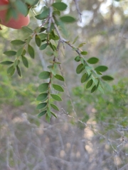 Melaleuca cheelii