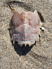 Blepharipoda occidentalis