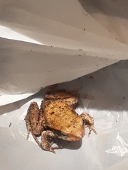 Physalaemus fischeri