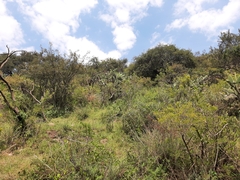 Burseraceae