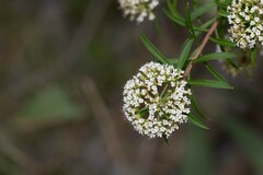 Platysace lanceolata