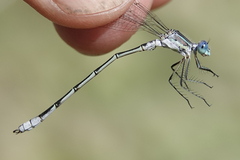 Lestes unguiculatus