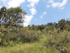 Burseraceae