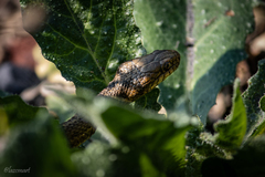 Thamnophis melanogaster