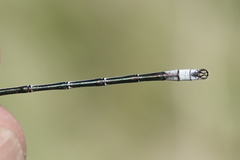 Lestes unguiculatus