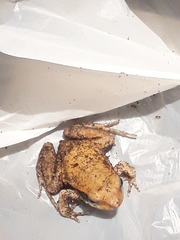 Physalaemus fischeri