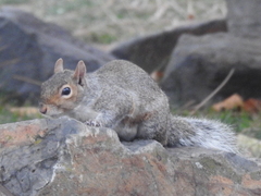 Sciurus carolinensis