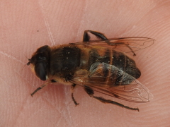 Eristalis tenax