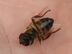Eristalis tenax