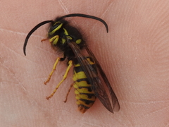 Vespula pensylvanica