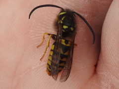 Vespula pensylvanica