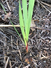 Watsonia meriana