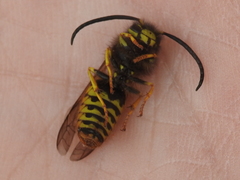 Vespula pensylvanica