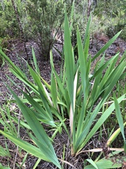 Watsonia meriana