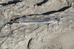 Argia emma