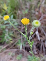 Pulicaria scabra