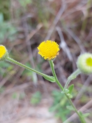 Pulicaria scabra