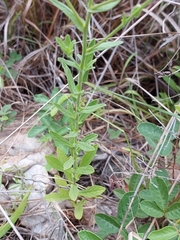 Pulicaria scabra