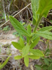 Pulicaria scabra