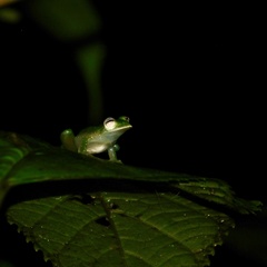 Centrolenidae