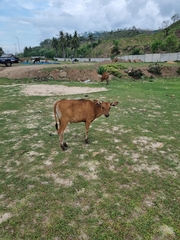 Bos javanicus domesticus