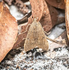 Uresiphita ornithopteralis