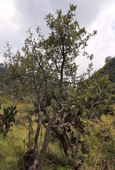 Burseraceae