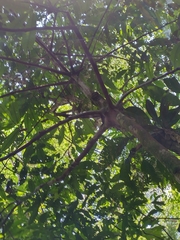 Iryanthera hostmannii