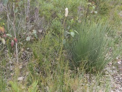Xanthorrhoea gracilis