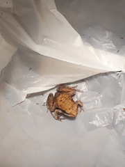 Physalaemus fischeri