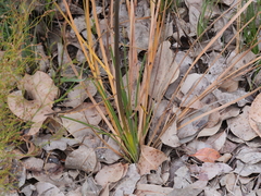 Xanthorrhoea gracilis