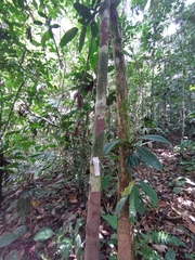 Iryanthera hostmannii