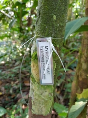 Iryanthera hostmannii