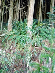 Cinnamomum burmanni