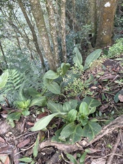 Swertia shintenensis